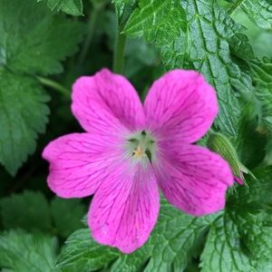 Meet your Posher, Kawoow